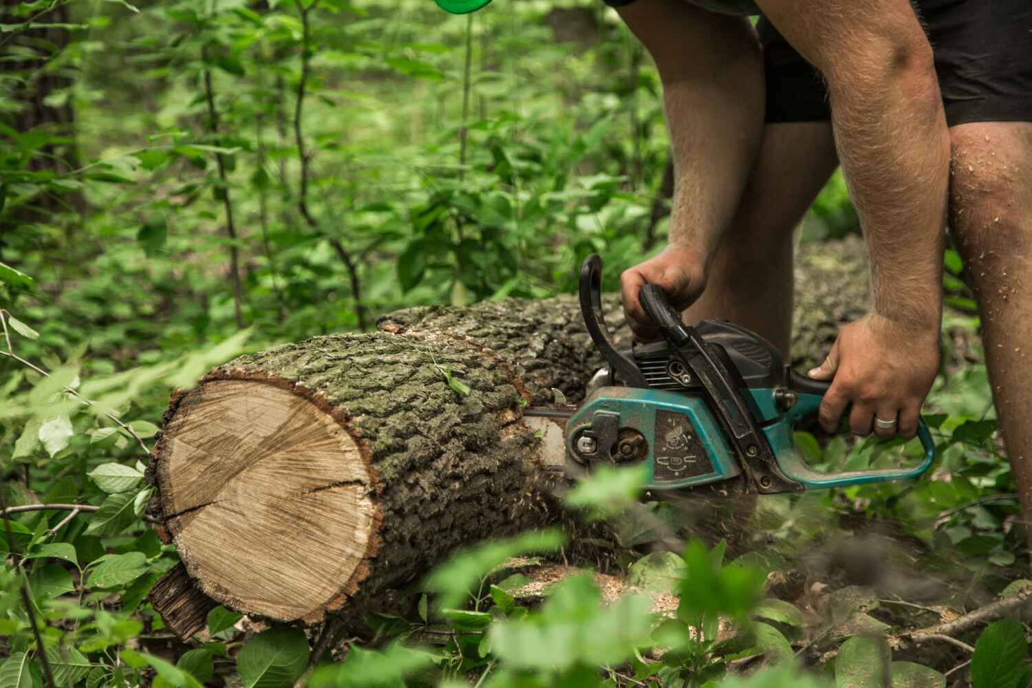  Brooksville, FL TreeGuard Tree Service Pros